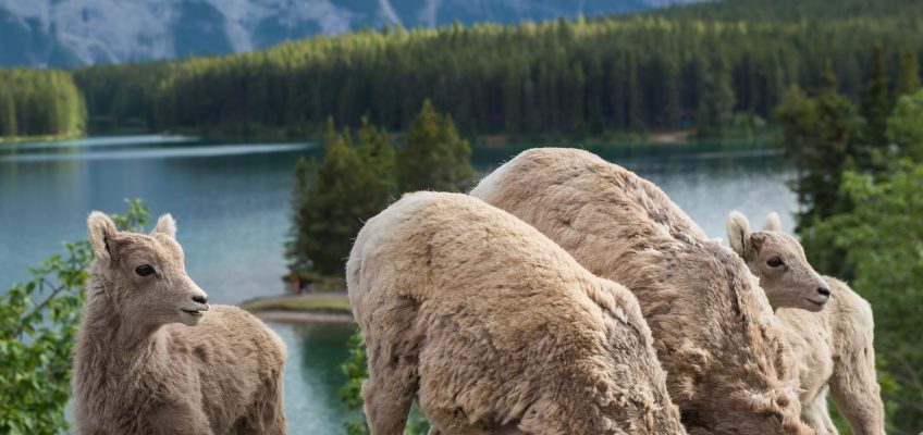 Sheep Variety